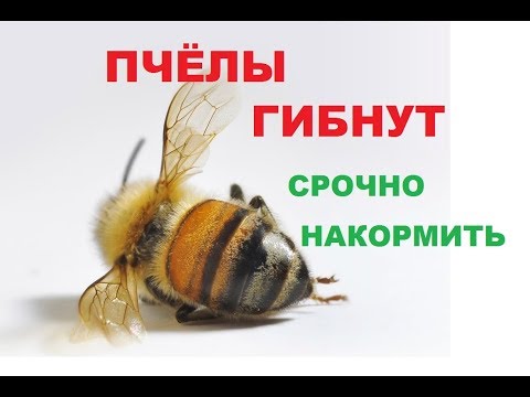 , title : 'Как и чем экстренно накормить пчёл. Пчёлы погибают от голода.'