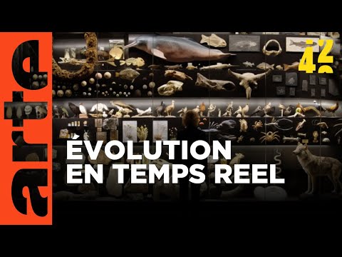 Notre évolution s’accélère-t-elle ? | 42, la réponse à presque tout | ARTE