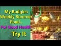 BUDGIES PARROT WEEKLY SUMMER BEST FOOD IN HINDI