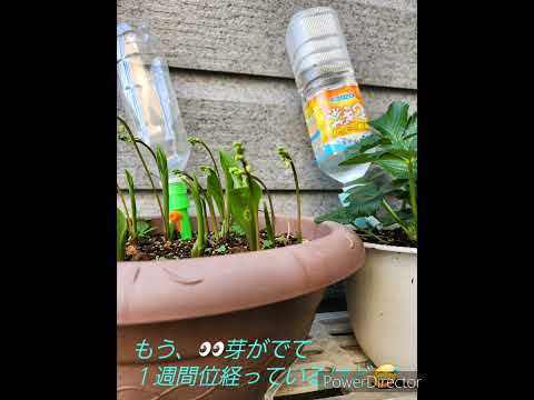 スズランを地植えや鉢に植える時期と方法は？  庭園