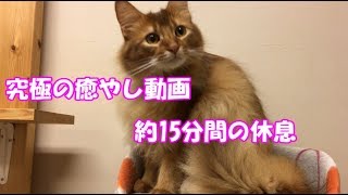 ショコラの癒やし動画  京都にある犬猫カフェでのできごと(*´∀｀*)