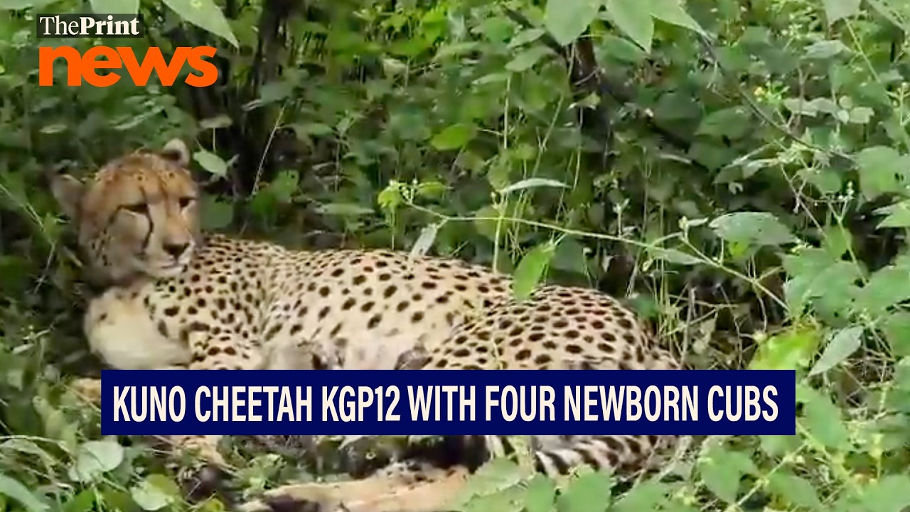 India celebrates birth of four cheetah cubs at wildlife restoration site in Madhya Pradesh
