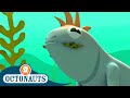 Octonauts Marine Iguanas The Lost Lemon Shark Cartoons For Kids Underwater Sea Education