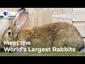 Meet the World's Largest Rabbits
