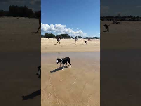 Dogsbeach