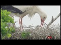 First White Stork Chicks Born In 600 Years In The UK BBC News 19th May 2020