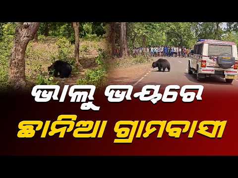 Forest fox attacks in Mathili block