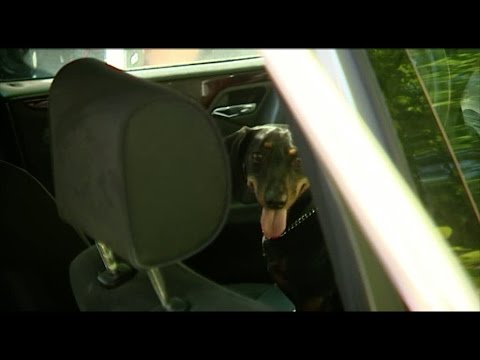 Här slår polisen ut ruta för att rädda hund ur överhettad bil