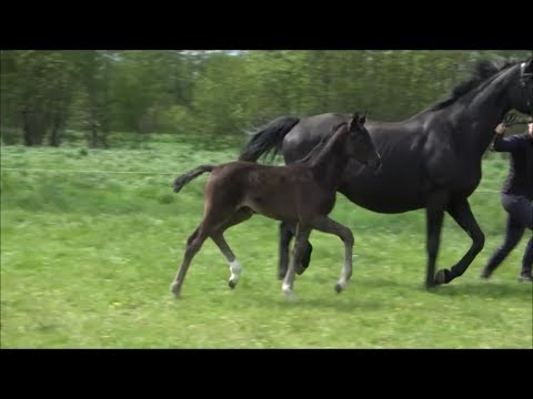 *2019 Hengst von Le Vivaldi - De Niro