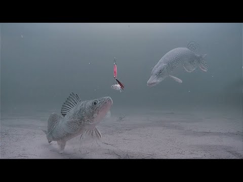 You Will Never Regret Ice Fishing