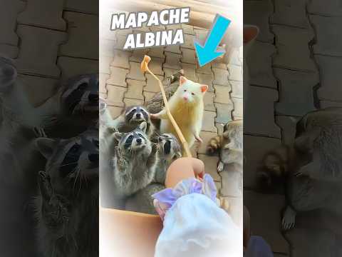 Los cuidadores ayudaron a esta mapache albina 🦝🤍 #shorts