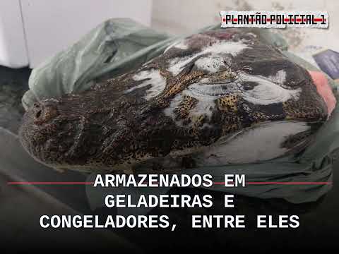 Prisão por maus-tratos em MG revela cabeça de jacaré, carnes de caça e suspeita de mineração il