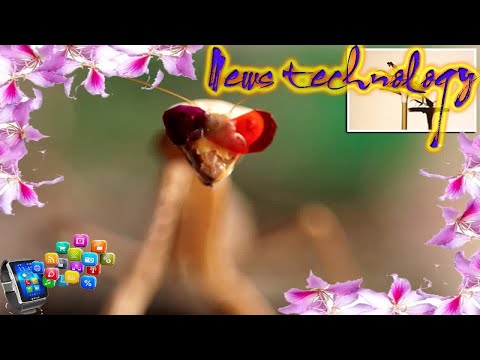 Praying mantises with tiny 3D glasses have stereo vision  - News Techcology