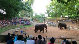 Dehiwala Zoo Sri Lanka #1 | Animals | Animal Videos, Sri Lanka, Zoo Animals, Wildlife, wildlife park