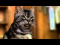 Stuart Little Funny Hindi Stuart Little Funny Hindi
