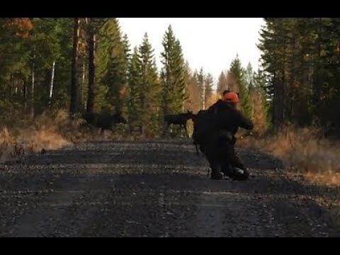 Oktoberjakt på älg i Jämtland med PN Jakt