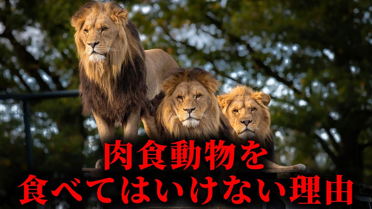 肉食動物を食べてはいけない理由と肉食なのにマグロは大丈夫な理由がヤバすぎた...。【 生物学 健康 メイン深掘り 】