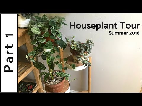 Houseplant Tour | 150+ Plants | Summer 2018 (Part 1)