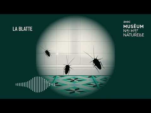 La blatte : pour vivre heureux, vivons cachés