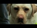 Caught On Camera Blind Guide Dog User Confronted By Angry Commuter