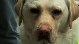 Caught on camera: Blind guide dog user confronted by angry commuter