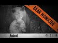 Bears Fight To The Death When Black Bears Attack Wildlife