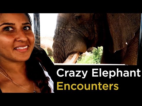 Top 16 Crazy Wild Elephant Encounters - Elephants Got Too Close!