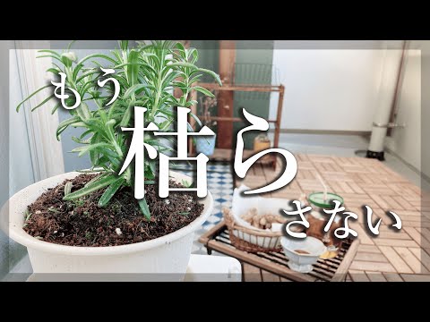 病気のローズマリーを治療する方法 メンテナンスを節約する 冷たい水やり