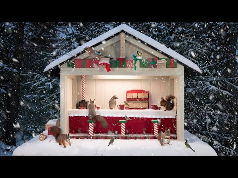 Christmas in the Nut Bar - Birds, Squirrels, and Christmas Music