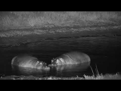 Djuma: Two Hippos come to the dam - 22:26 - 04/06/19