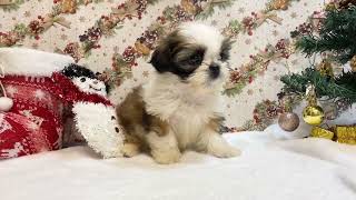 シーズーの動画01