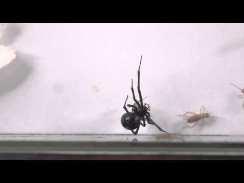 Watch a black widow spider kill and eat crickets
