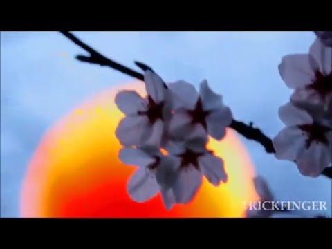 Red Hot Chili Peppers - Gong Li