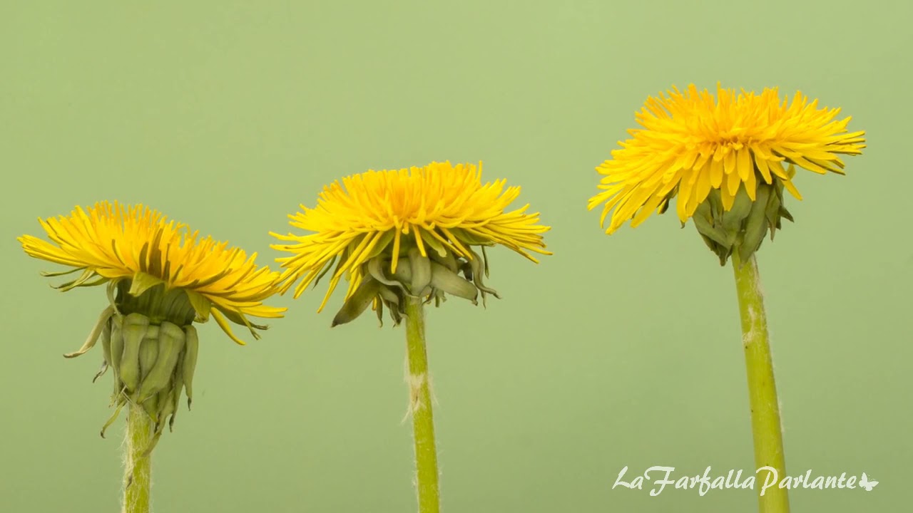 SEGNALI ANGELICI: Ritrovare Monetine