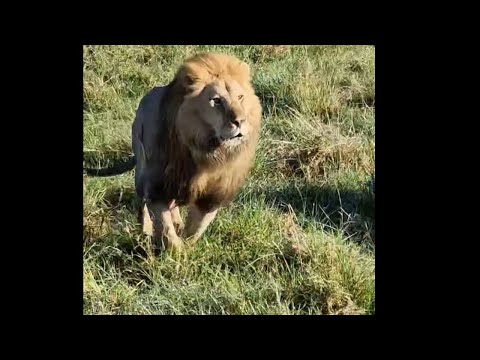 Black Rock Male Lion Chasing Molibany Male | Masaimara | 3 November 2024