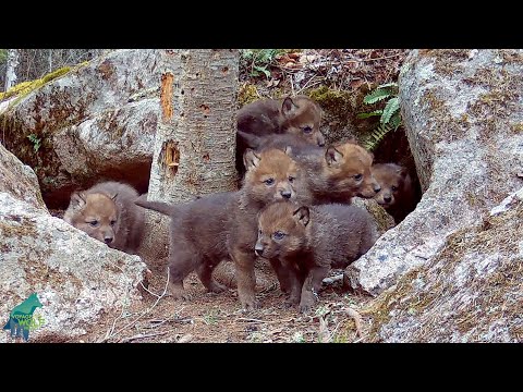 Wolf pups' reaction when their mom returns to the den