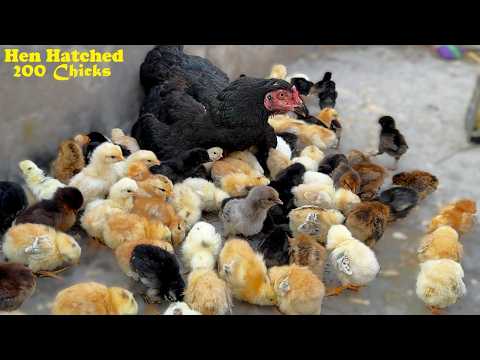 Incredible-Hen Harvested 200 Eggs to baby Chicks / 200 Chicks with 1 mother hen 🐣