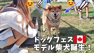 【海外愛され柴犬】海外で大人気! 柴犬を連れて歩くとカナダ人の反応がおもしろすぎ♪【海外の反応】モデルデビュー編