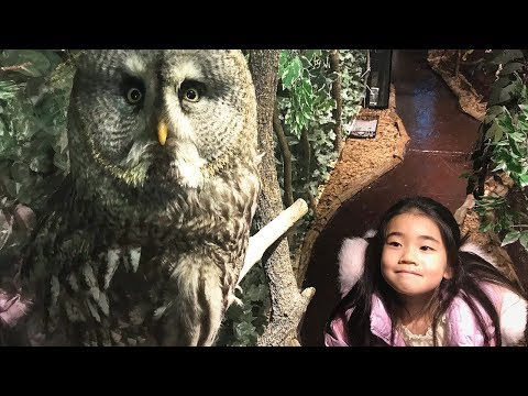 癒されにふくろうカフェに行ったらまさかの展開に！！