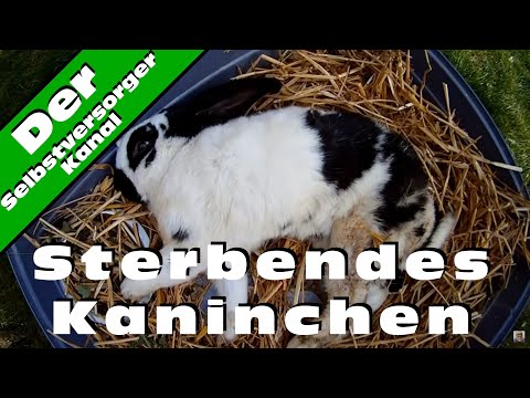 , title : 'Sterbendes Kaninchen'
