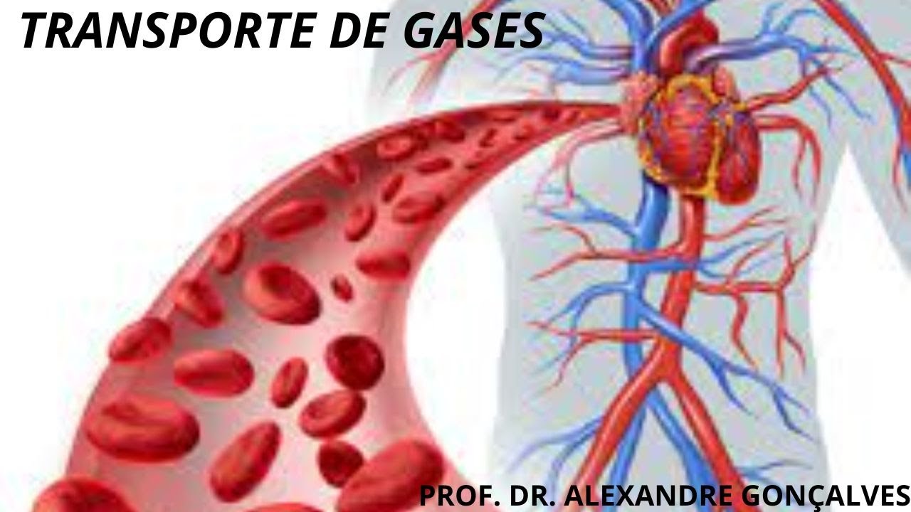 Transporte de gases e troca gasosa capilar