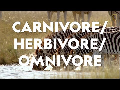 Definitions in the Field: Carnivore/Herbivore/Omnivore