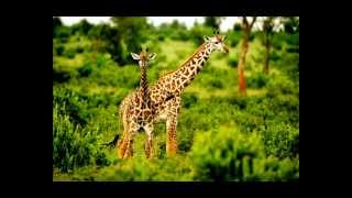 Paul Simon All around the world or the Myth of Fingerprints HQ