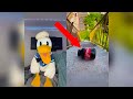 Donald Ducc FUNNIEST TikToks RIGHT NOW 28 DONT LAUGH CHALLENGE