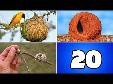 20 AMAZING AND UNIQUE BIRD NESTS IN THE WORLD!