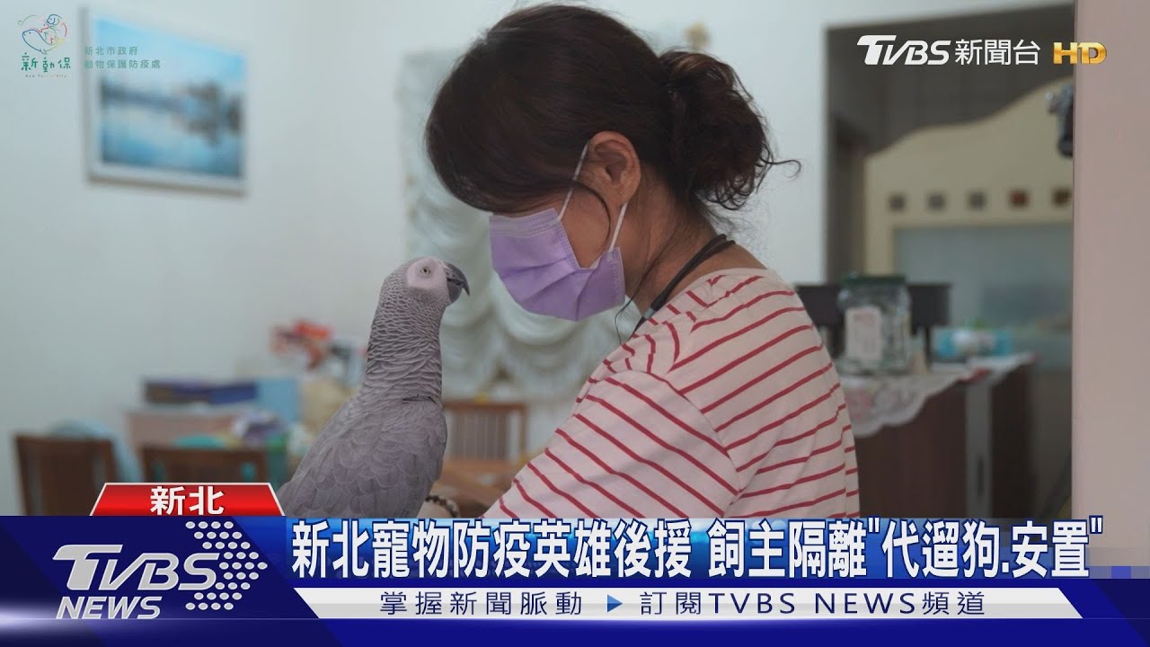 新北寵物防疫英雄後援　飼主隔離「代遛狗、安置」