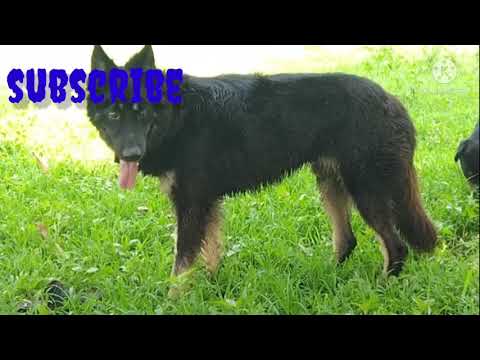 Morning exercise with our pets.