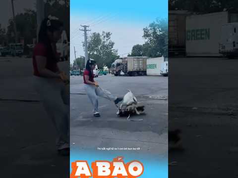 Khi hai chúa Sơn lâm gặp nhau #xuhuongtiktok #memes #dongvat #reviewvui #pets #xuhuongyoutube