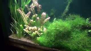 Tennesse Aquarium, Chattanooga Aquarium Tourist Destination in East Tennessee