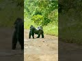 King Kong King Kong Full Movie King Kong Full Movie Hindi 8k